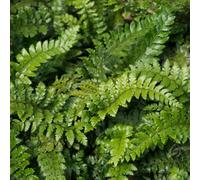 Marshalls Garden Japanese Lace Fern (Polystichum Polyblepharum) Hardy Shade-Loving Evergreen 2 Litre Plant