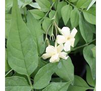 Marshalls Garden Jasmine 'clotted Cream' - 3 X 9Cm Climbing Plants, Fragrant Creamy White Flowers, Perennial