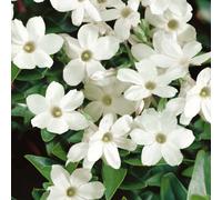 Marshalls Garden Jasmine (Jasminum Officinale) Fragrant Deciduous Climbing Plant 3 Litre