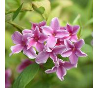 Marshalls Garden Jasminum 'starry Starry Summer Scent' - Fragrant Bicolour Climbing Jasmine 2.5-4.0M 9Cm Plant