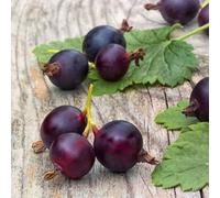 Marshalls Garden Jostaberry Standard Plant, Spineless Disease-Resistant Patio Berry 2 Litre Plant
