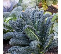 Marshalls Garden Kale Seeds 'black Magic' F1 50 Seeds Rhs Agm Hardy Tuscan Kale