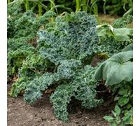 Marshalls Garden Kale Seeds Dwarf Green Curled 400 Seeds