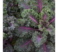 Marshalls Garden Kale Seeds 'midnight Sun' - Ornamental Red-Tinted Kale For Winter Harvest, 25 Seeds
