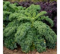 Marshalls Garden Kale Seeds Winterbor F1, 25 Seeds For Winter Harvest