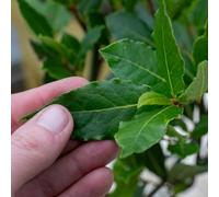Marshalls Garden Kitchen Bay Tree (Laurus Nobilis) 3 X 14Cm Compact Evergreen Culinary Herb