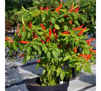 Marshalls Garden Lancer F1 Chilli Pepper Seeds 6-Pack