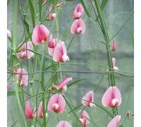 Marshalls Garden Lathyrus Tingitanus 'roseus Pink' Seeds, 21 Pack, Coral-Pink Climbing Annual For Arches And Cut Flowers