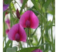 Marshalls Garden Lathyrus Tingitanus 'royal Purple' Sweet Pea Seeds, 21 Pack