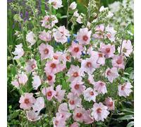 Marshalls Garden Lavatera Clementii 'barnsley Baby' Hardy Pink Fast-Growing Shrub 9Cm Plant