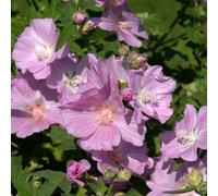 Marshalls Garden Lavatera 'marshmallow Strawberry Cream' - 3 X 9Cm Plants, Compact Pastel-Pink Shrub