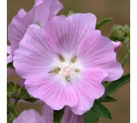 Marshalls Garden Lavatera Marshmallow Strawberry Cream 9Cm