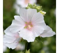Marshalls Garden Lavatera 'marshmallow White Ice' White Shrub Plant 1500 mm 9Cm Plant