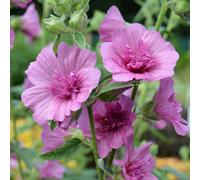 Marshalls Garden Lavatera 'princess Pink' Double-Flowered Compact Shrub For Containers And Small Gardens 9Cm Plant