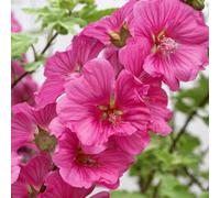 Marshalls Garden Lavatera 'red' Fast-Growing Mauve-Pink Flowering Shrub, 3 X 9Cm Plants