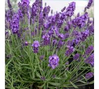 Marshalls Garden Lavender 'hidcote Blue' Fragrant Rhs Agm, Drought-Tolerant 60 Cm 3 X 9Cm Plants