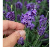 Marshalls Garden Lavender 'hidcote' Hardy Aromatic Perennial For Drying, Teas And Pollinators 3 X 9Cm
