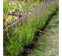 Marshalls Garden Lavender Munstead - 3 Plants Dwarf Perennial For Pots And Borders 3 X 9Cm