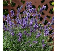 Marshalls Garden Lavender 'munstead Strain' Compact Fragrant Perennial For Containers & Borders Lavandula Angustifolia