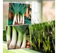 Marshalls Garden Leek Seeds Duo Pack - Terminal & Blauwegroene Winter Bandit 2 Packets