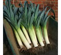 Marshalls Garden Leek Seeds Lancaster F1 (Approx. 50 Seeds) - Winter-Hardy Bolt-Resistant