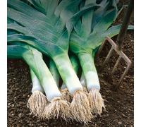 Marshalls Garden Leek Seeds Musselburgh - 700 Seeds Hardy Winter Variety