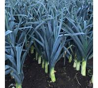 Marshalls Garden Leek Seeds 'stromboli' 40 Seeds Fast-Growing Hardy