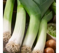 Marshalls Garden Leek Seeds 'terminal' - Early Vigorous Variety, 300 Seeds For Full Sun & Raised Beds