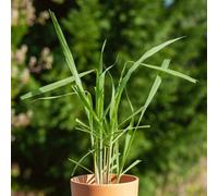 Marshalls Garden Lemon Grass (Cymbopogon) Seeds 150 Pack For Culinary, Tea & Patio Growing