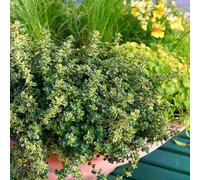 Marshalls Garden Lemon Thyme Plant (Thymus Vulgaris) - Lemon-Scented, Variegated, Hardy Perennial Herb 1 Litre Plant