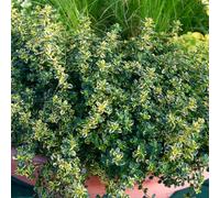 Marshalls Garden Lemon Variegated Thyme (Thymus Citriodorus 'aureus') 1L Plant