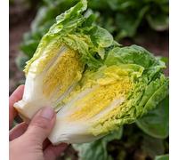 Marshalls Garden Lettuce Little Gem 12 Garden Ready Plants
