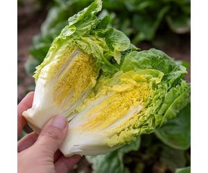 Marshalls Garden Lettuce Little Gem 12 Garden Ready Plants