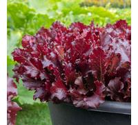Marshalls Garden Lettuce Seeds Adelita Ii - 400 Seeds, Deep Cherry Red Baby Leaf Variety