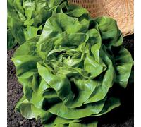 Marshalls Garden Lettuce Seeds 'all The Year Round' Butterhead Variety For Continuous Harvest 1700 Seeds
