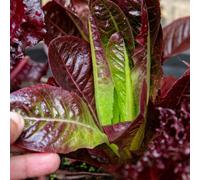 Marshalls Garden Lettuce Seeds 'amaze' (300 Seeds) - Rhs Award Red Gem Lettuce For Pots & Beds