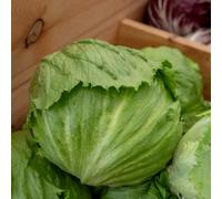 Marshalls Garden Lettuce Seeds 'iceberg 3' 800 Seeds, Fast-Growing And Bolt-Resistant