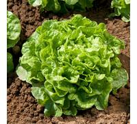 Marshalls Garden Lettuce Seeds Kyrio, Loose-Head, 350 Seeds, Fast-Growing