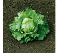 Marshalls Garden Lettuce Seeds 'lakeland' - 600 Seeds, High-Yield Head Lettuce