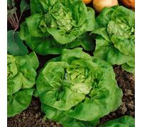 Marshalls Garden Lettuce Seeds Tom Thumb Butterhead, Fast-Maturing Compact Variety 1700 Seeds
