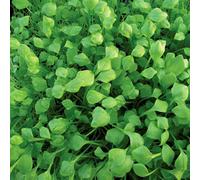 Marshalls Garden Lettuce Seeds Winter Purslane Miners Hardy Winter Salad 850 Seeds