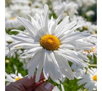 Marshalls Garden Leucanthemum 'crazy Daisy' Frilly Shasta Daisy, Hardy Perennial 0.5-1.0M 9Cm Plant