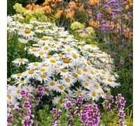 Marshalls Garden Leucanthemum 'madonna' - Compact White Daisy Perennial, Pollinator-Friendly, 2 Litre Plant