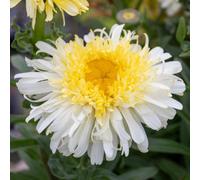 Marshalls Garden Leucanthemum 'real Charmer' Hardy Perennial, Pollinator-Friendly Cut-Flower Plant 3 X 9Cm Plants