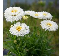 Marshalls Garden Leucanthemum Real Snowball Perennial Daisy - Hardy, Low Maintenance, Pollinator-Friendly 2 Litre Plant