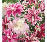 Marshalls Garden Lily Bulbs Oriental Double Mix - 3 Pack