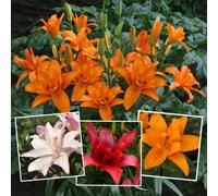 Marshalls Garden Lily Pollen Free Mix 3 Bulbs Double Princess, Bald Eagle & Bentley