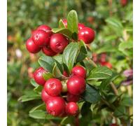 Marshalls Garden Lingonberry Plant - Compact Evergreen Berry Shrub For Pots & Patios 2 Litre Plant
