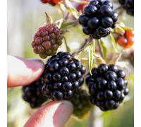 Marshalls Garden Loch Tay Thornless Blackberry Plant, High Yield 3 X 2 Litre Plants