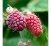Marshalls Garden Loganberry Ly654 - Thornless High-Yield Climbing Berry Plant 3-Pack Of 2 Litre